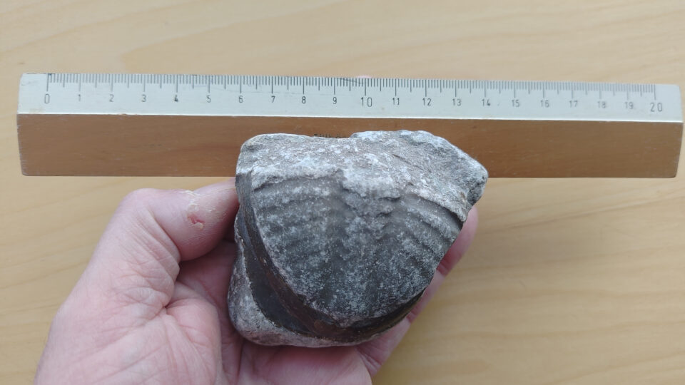 Ett fotografi av en pygidium, en fossil av ett utdött, forntida lerddjur, som mäter cirka 8 centimeter på bredden.