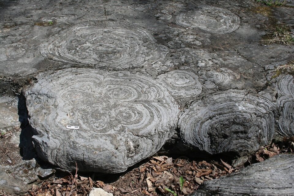Fossilized stromatolites in the Hoyt Limestone Cambrian exposed at Lester Park, Saratoga Springs, New York