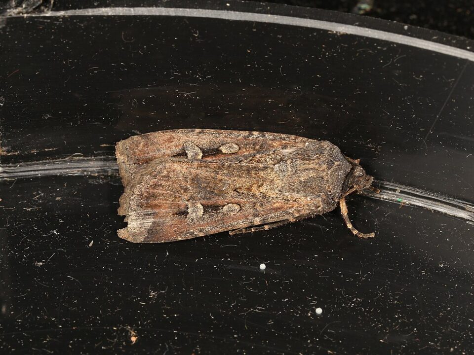 Bogong-mal. Agrotis infusa