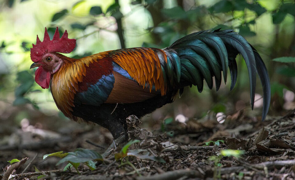 CROPPED_Red_Junglefowl ancestor of domesticated chickens